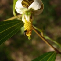 Grewia carpinifolia Juss.